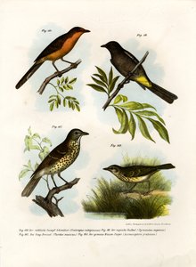 Rufous-breasted Babbler、1864 作： German School